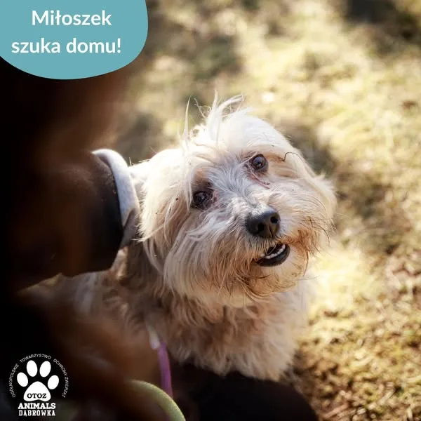 Pies do adopcji, Dąbrówka, 26 marca 2025 (3/5)