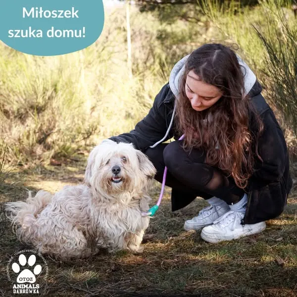 Pies do adopcji, Dąbrówka, 26 marca 2025 (4/5)