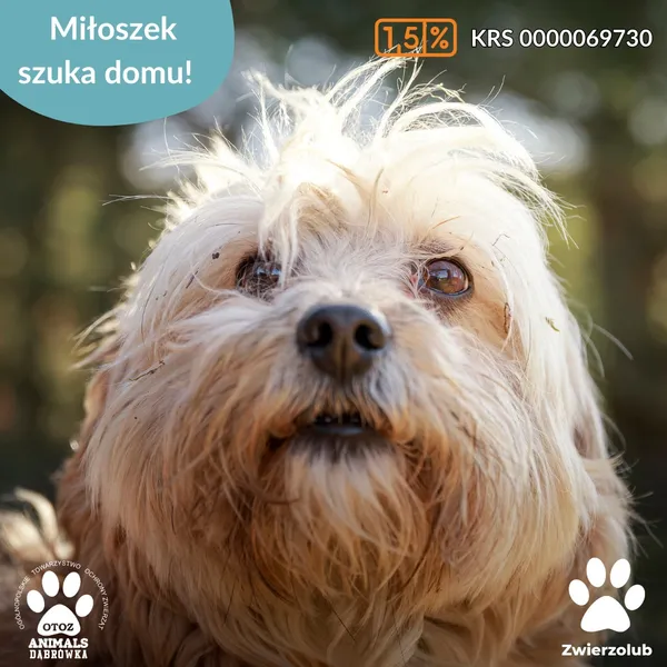 Pies do adopcji, Dąbrówka, 26 marca 2025 (5/5)