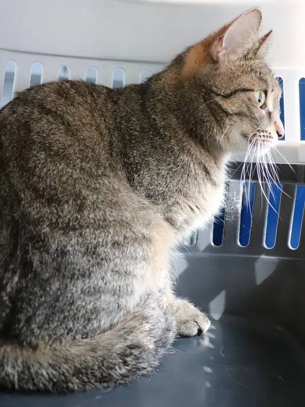 Znaleziono kota, Łódź, 25 marca 2025 (2/2)