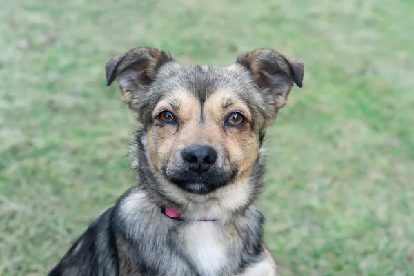 Pies do adopcji, Nowodwór, 26 marca 2025 (1/5)