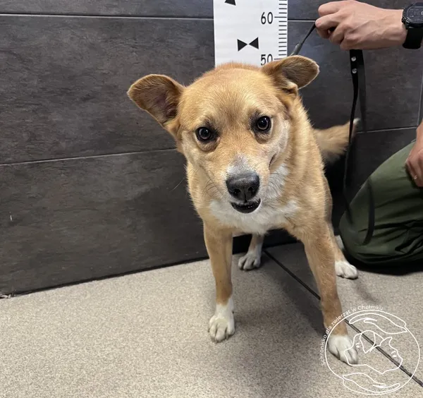 Pies do adopcji, Chełmek, 28 maja 2024