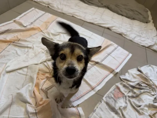 Pies do adopcji, Kraków, 1 marca 2025