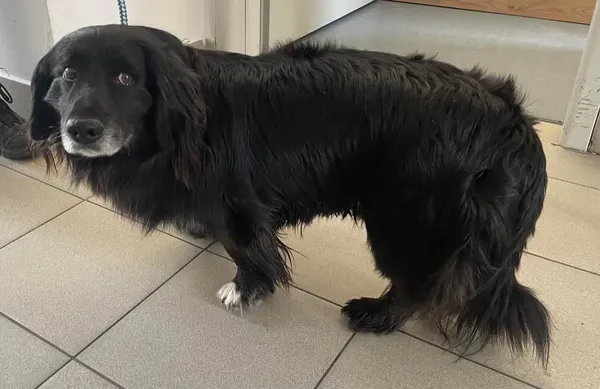 Znaleziono psa, Lublin, 26 marca 2025