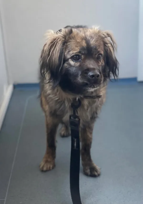 Znaleziono psa, Lublin, 26 marca 2025