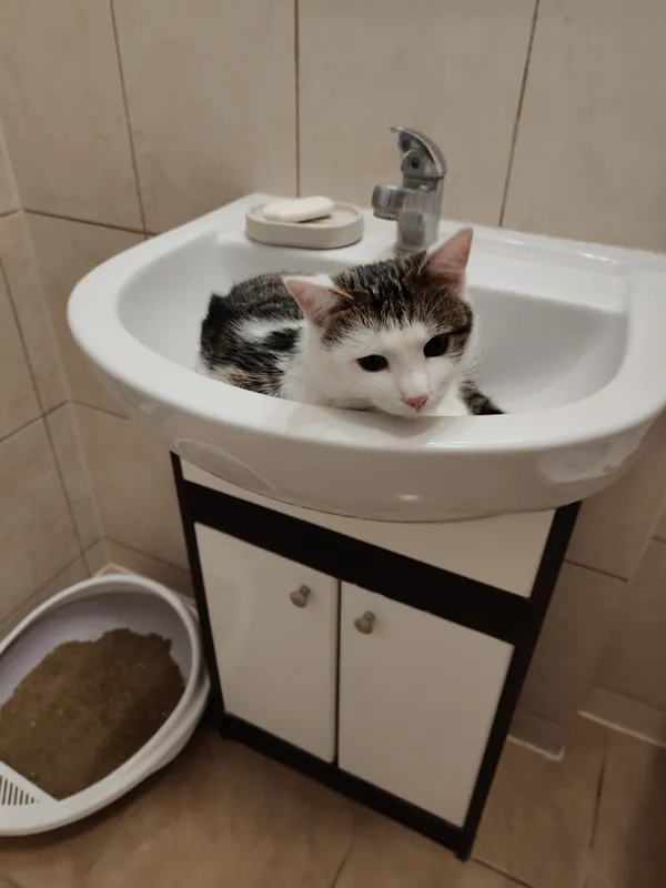 Zaginął kot, Lublin, Czechów Południowy, 27 marca 2025 (4/4)