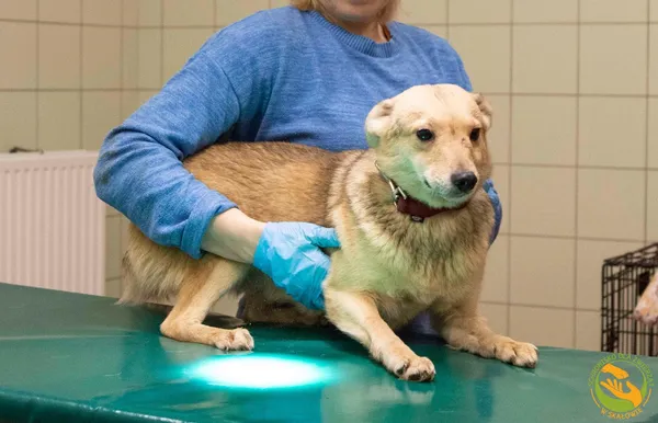 Znaleziono psa, Skałowo, 27 marca 2025 (1/2)