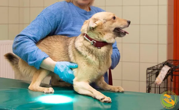 Znaleziono psa, Skałowo, 27 marca 2025 (2/2)