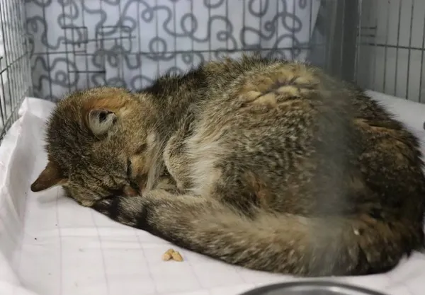 Znaleziono kota, Łódź, 26 marca 2025 (2/5)