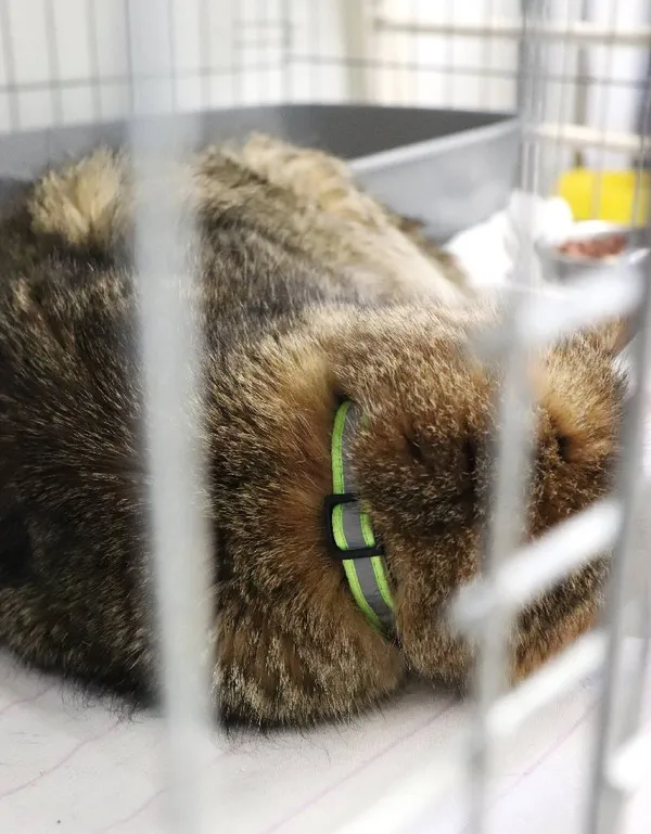 Znaleziono kota, Łódź, 26 marca 2025 (3/5)