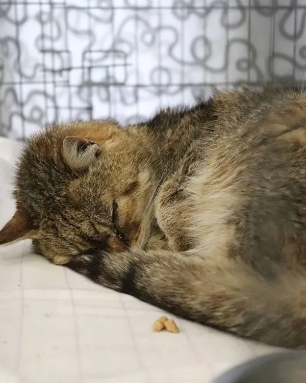 Znaleziono kota, Łódź, 26 marca 2025 (4/5)