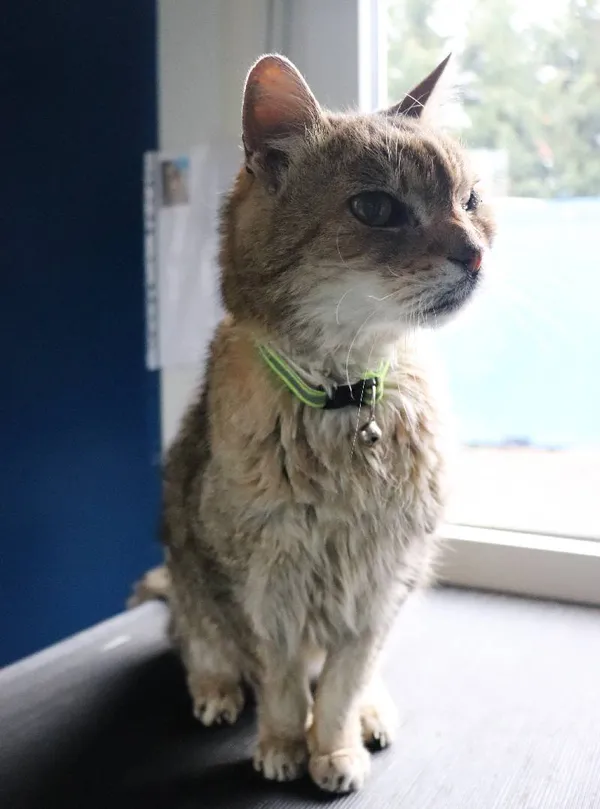 Znaleziono kota, Łódź, 26 marca 2025 (5/5)