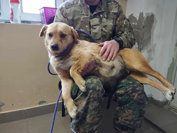 Znaleziono psa, Toruń, 26 marca 2025