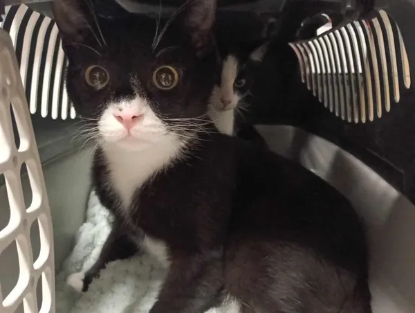 Znaleziono kota, Toruń, 25 marca 2025