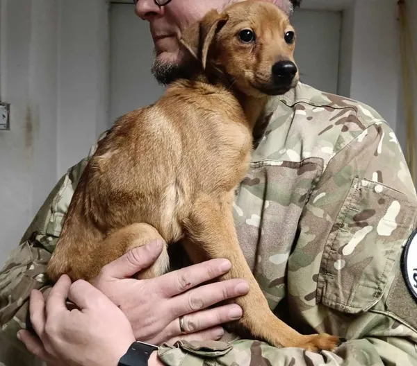 Znaleziono psa, Toruń, 24 marca 2025