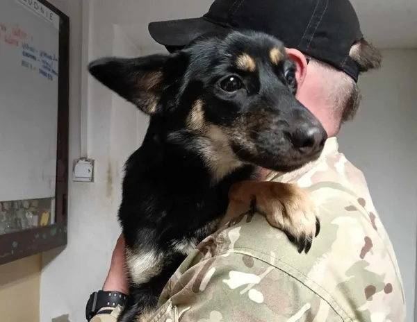 Znaleziono psa, Toruń, 24 marca 2025