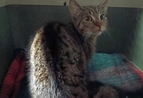 Znaleziono kota, Toruń, 24 marca 2025