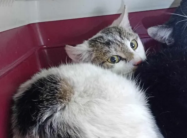 Znaleziono kota, Toruń, 24 marca 2025