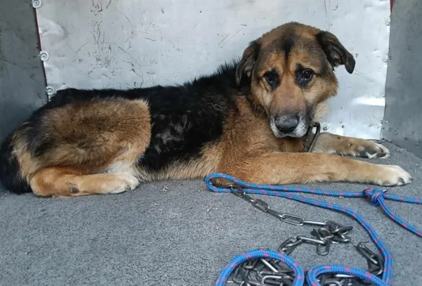 Znaleziono psa, Toruń, 24 marca 2025