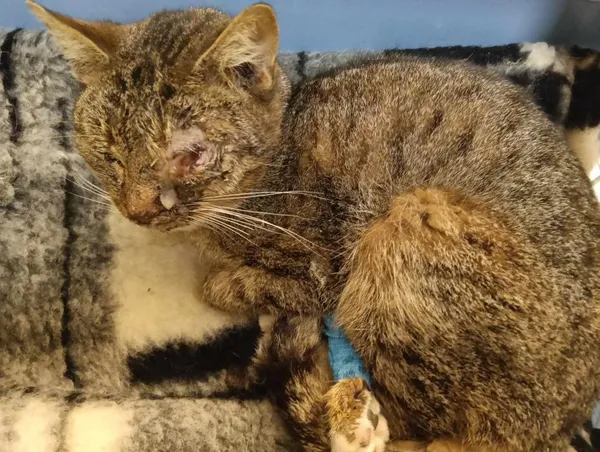 Znaleziono kota, Toruń, 23 marca 2025