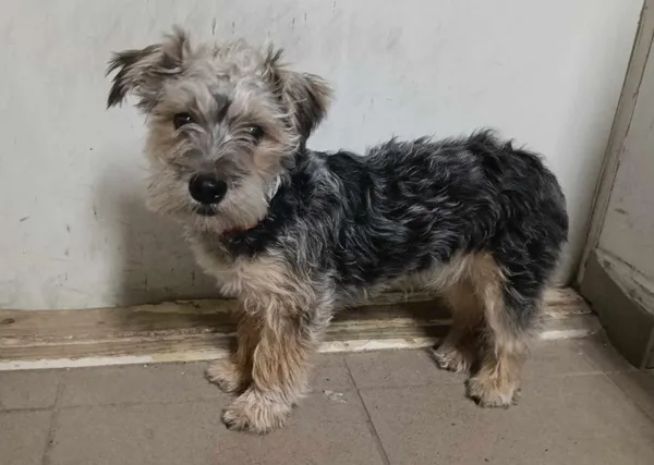 Znaleziono psa, Toruń, 23 marca 2025