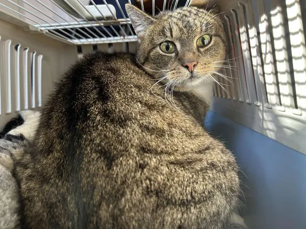 Znaleziono kota, Toruń, 20 marca 2025