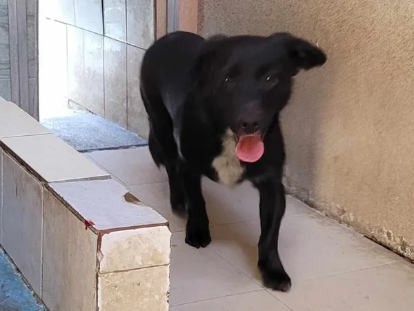 Znaleziono psa, Toruń, 10 marca 2025