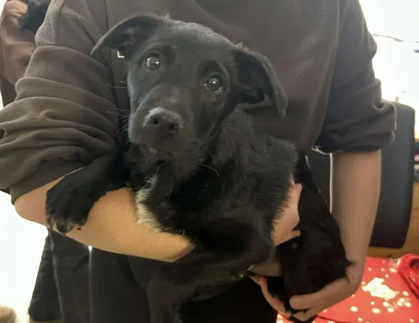 Znaleziono psa, Toruń, 20 marca 2025