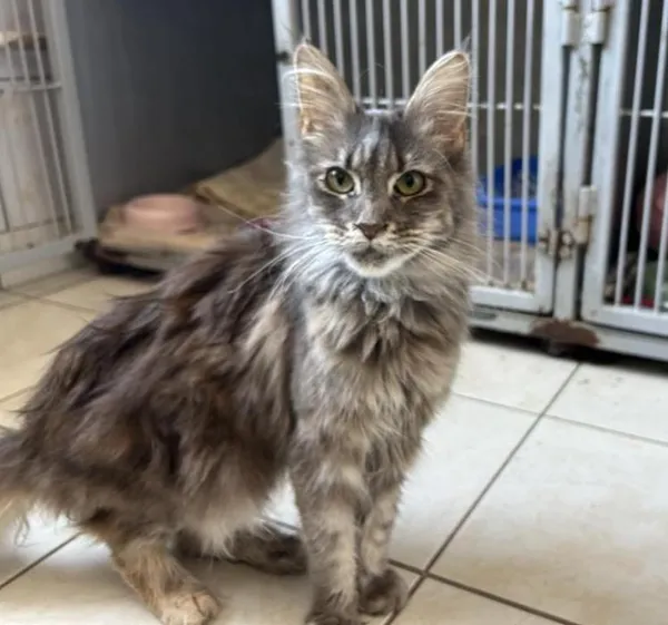 Znaleziono kota, Toruń, 19 marca 2025