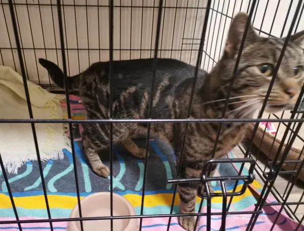 Znaleziono kota, Toruń, 18 marca 2025