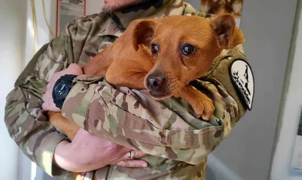 Znaleziono psa, Toruń, 17 marca 2025