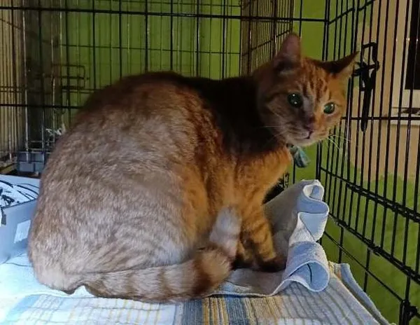 Znaleziono kota, Toruń, 16 marca 2025