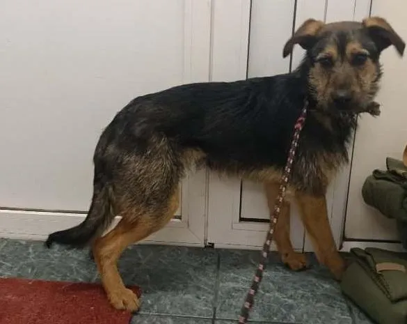 Znaleziono psa, Toruń, 14 marca 2025