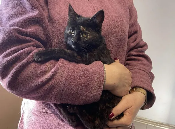 Znaleziono kota, Toruń, 15 marca 2025