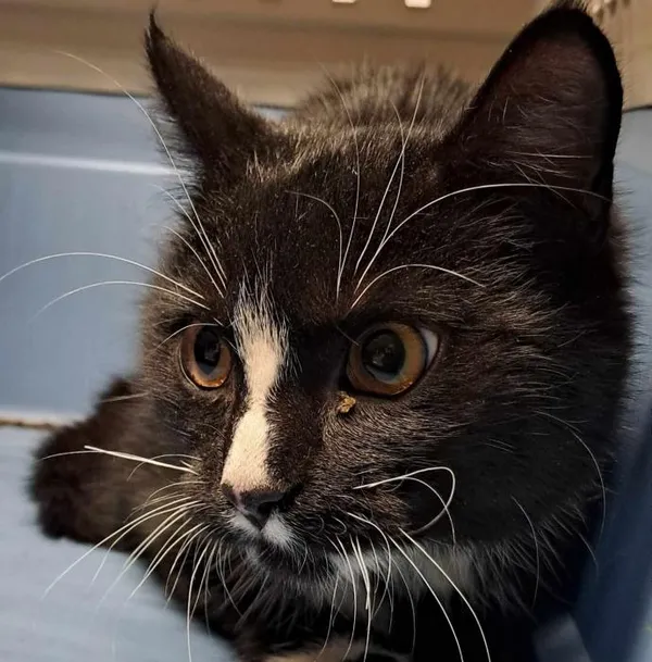 Znaleziono kota, Toruń, 10 marca 2025