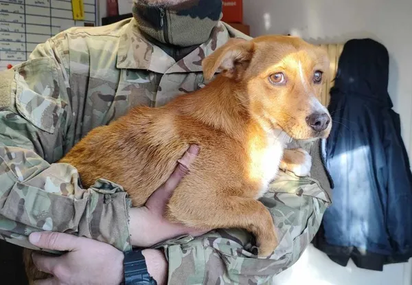 Znaleziono psa, Toruń, 20 marca 2025