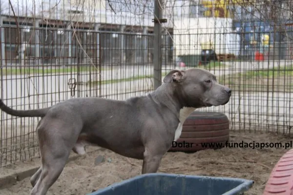 Pies do adopcji, Nowy Dwór Mazowiecki, 27 marca 2025 (4/4)