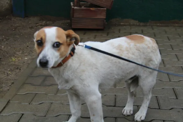 Pies do adopcji, Nowy Dwór Mazowiecki, 27 marca 2025 (1/4)