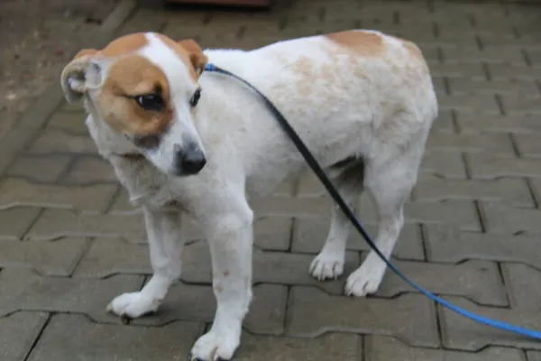 Pies do adopcji, Nowy Dwór Mazowiecki, 27 marca 2025 (2/4)