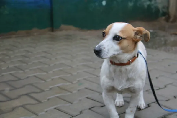 Pies do adopcji, Nowy Dwór Mazowiecki, 27 marca 2025 (3/4)