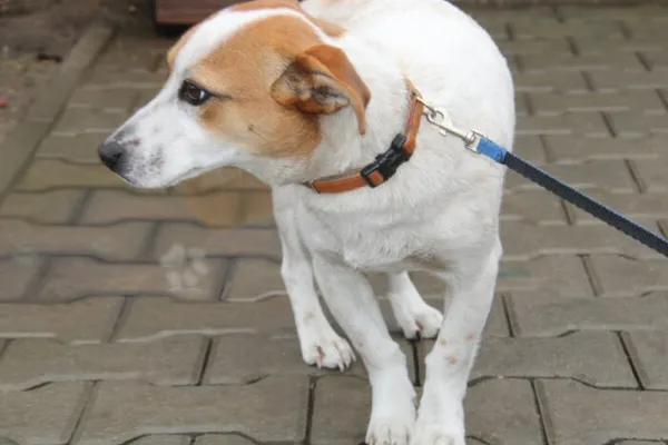 Pies do adopcji, Nowy Dwór Mazowiecki, 27 marca 2025 (4/4)