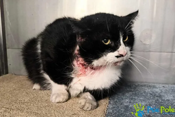 Kot do adopcji, Racławice, 21 marca 2025