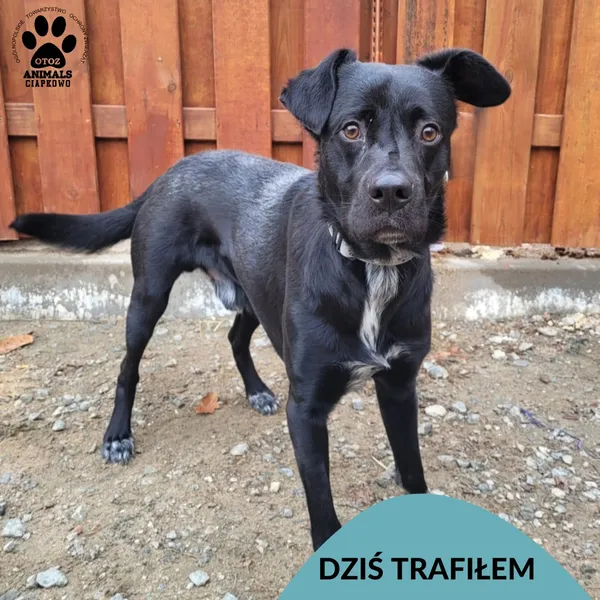 Znaleziono psa, Gdynia, 26 marca 2025