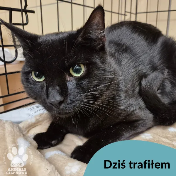 Znaleziono kota, Gdynia, 24 marca 2025