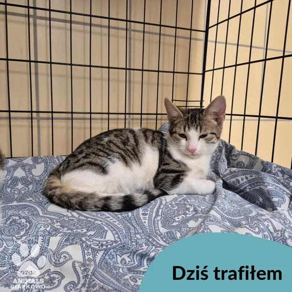 Znaleziono kota, Gdynia, 15 marca 2025