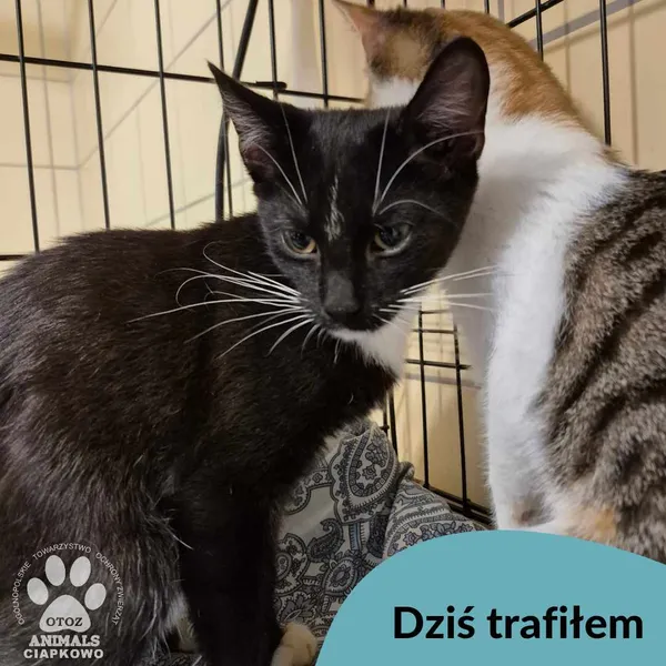 Znaleziono kota, Gdynia, 15 marca 2025