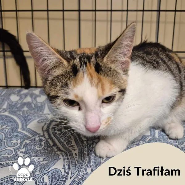 Znaleziono kota, Gdynia, 15 marca 2025