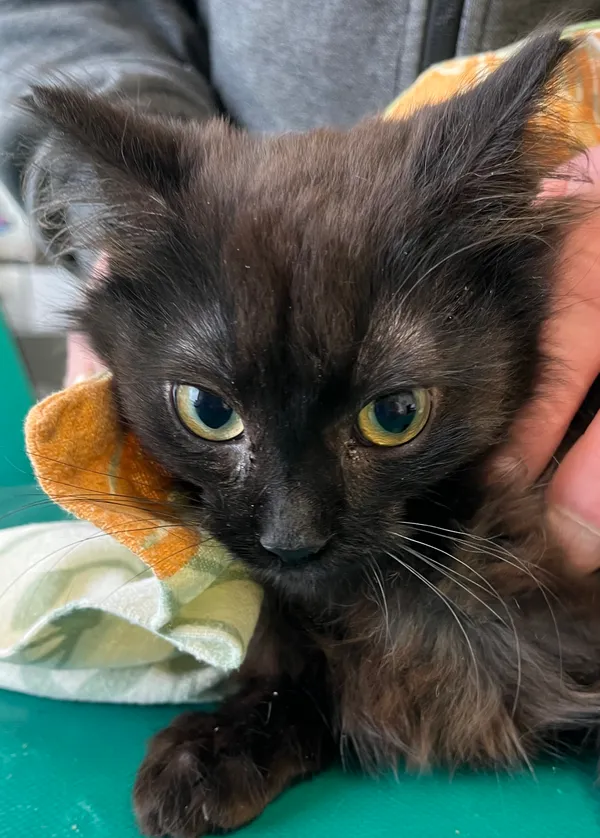 Znaleziono kota, Dobra, 27 marca 2025