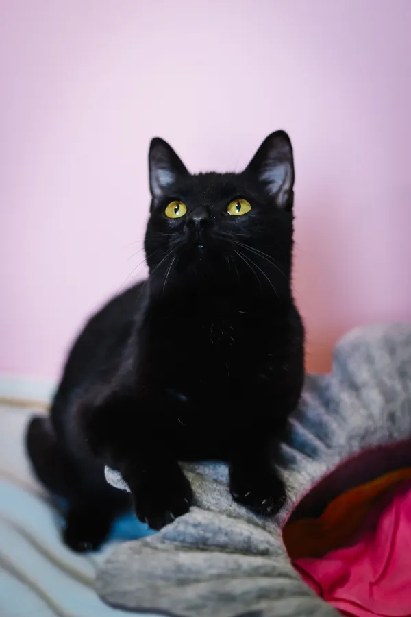 Znaleziono kota, Sosnowiec, 25 marca 2025 (1/5)