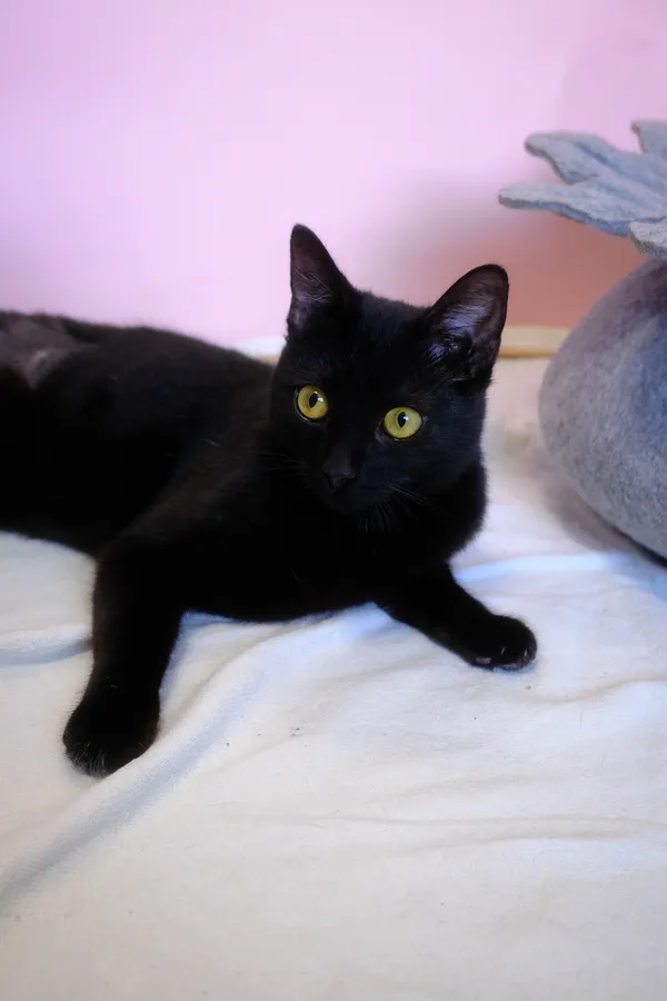 Znaleziono kota, Sosnowiec, 25 marca 2025 (3/5)